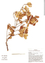 Tepuianthus savannensis image