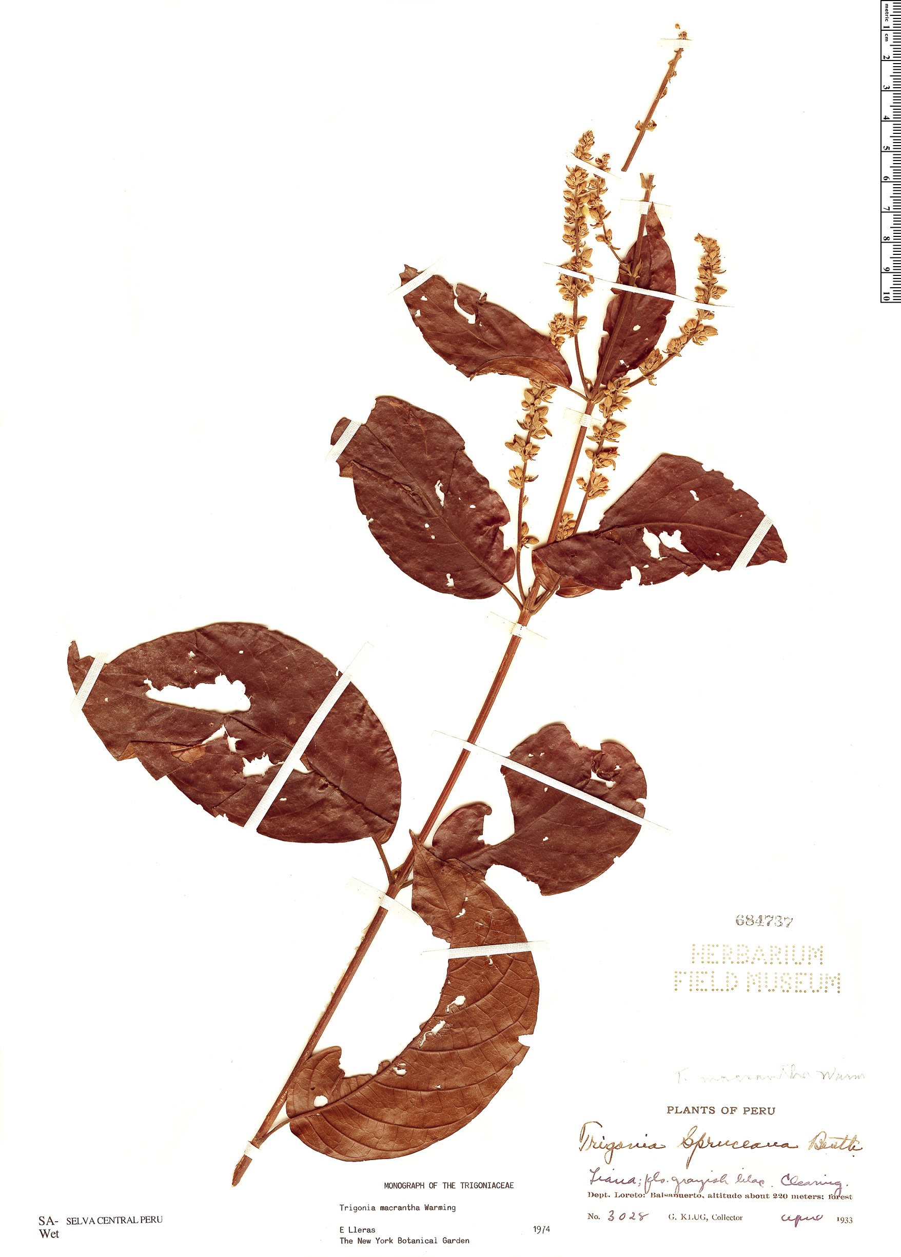 Trigonia macrantha image
