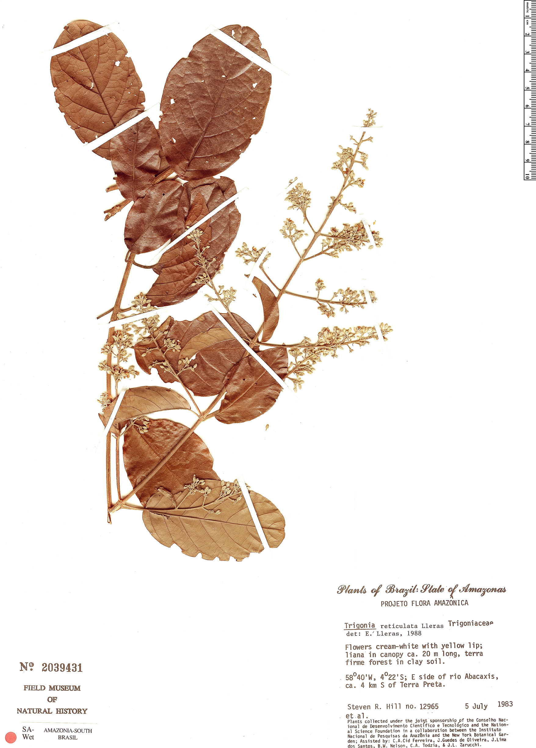 Trigonia reticulata image