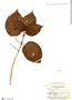 Pilea latifolia image
