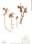 Pilea minutiflora image