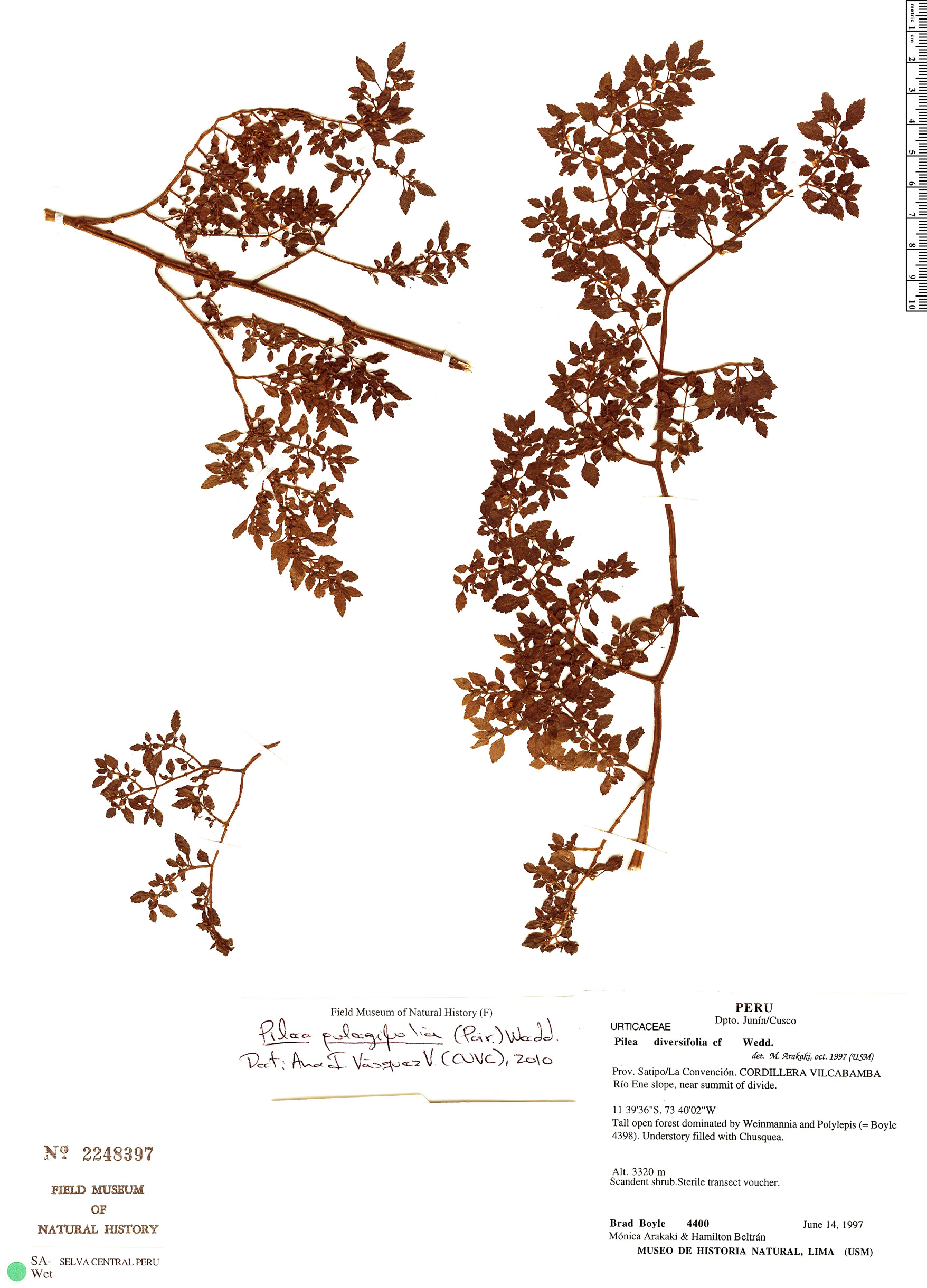 Pilea pulegifolia image