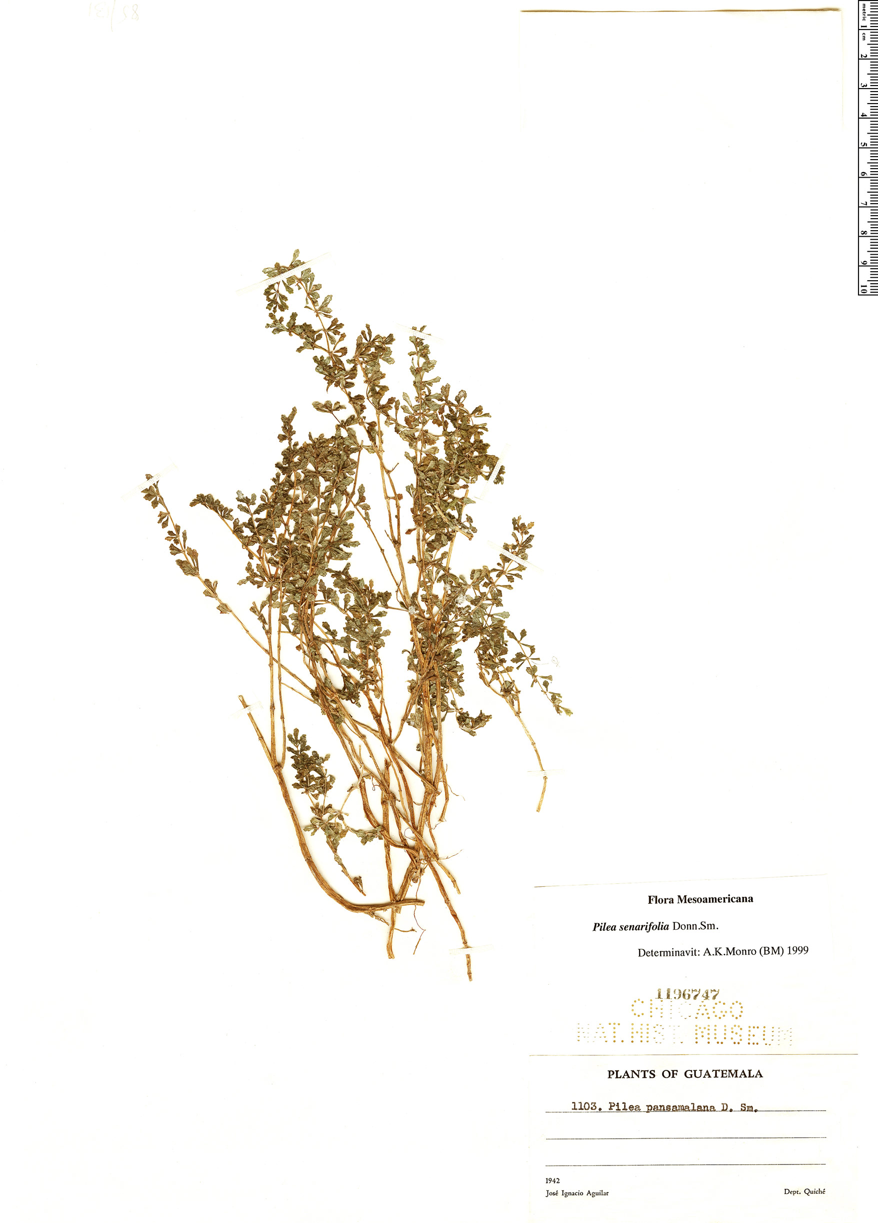 Pilea senarifolia image