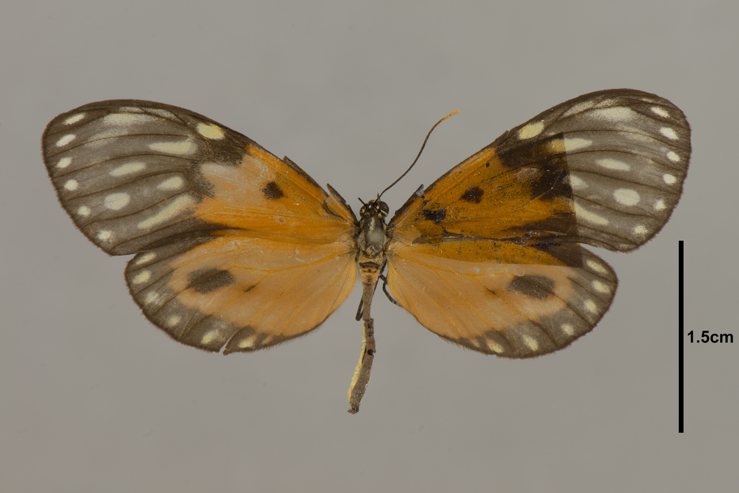 Ceratinia iolaia thumbnail