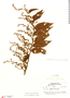 Pouzolzia formicaria image