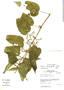 Urtica leptophylla image