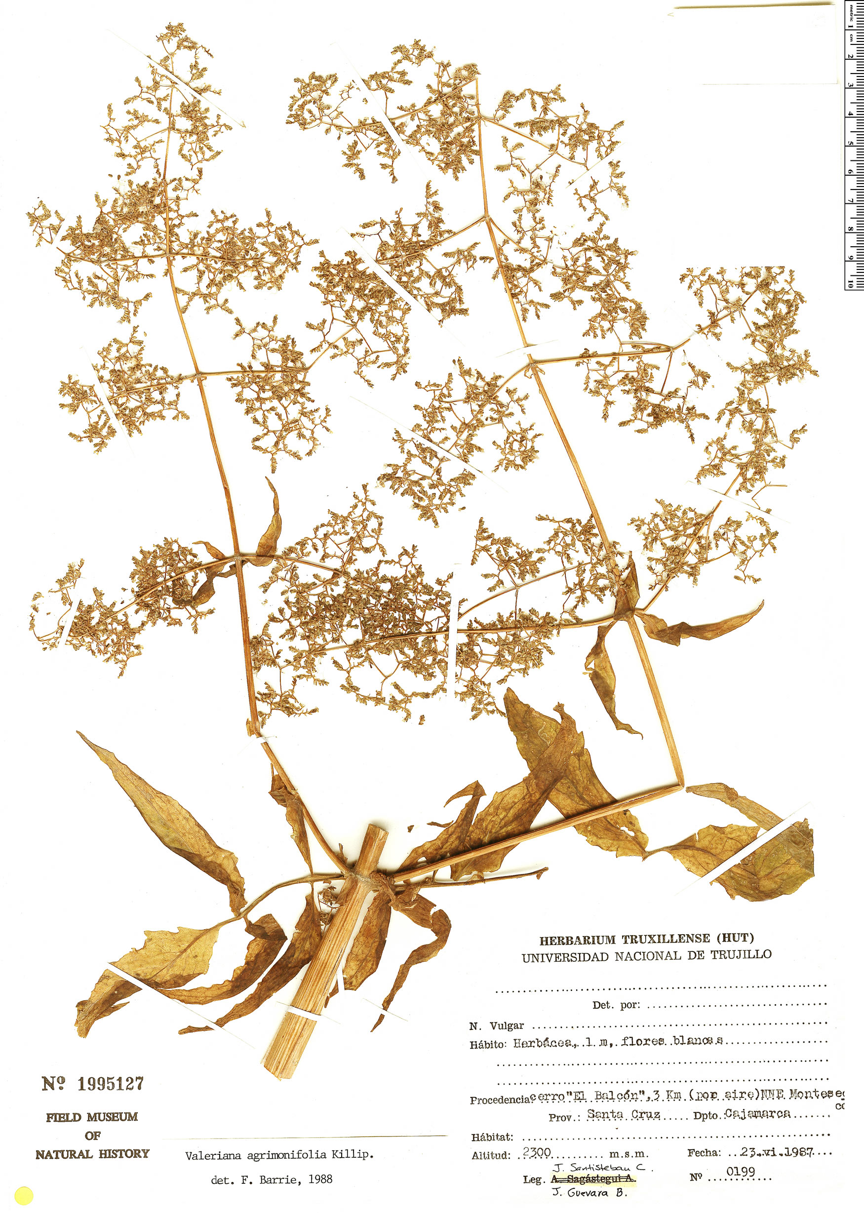 Valeriana agrimonifolia image