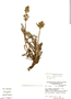 Valeriana cephalantha image