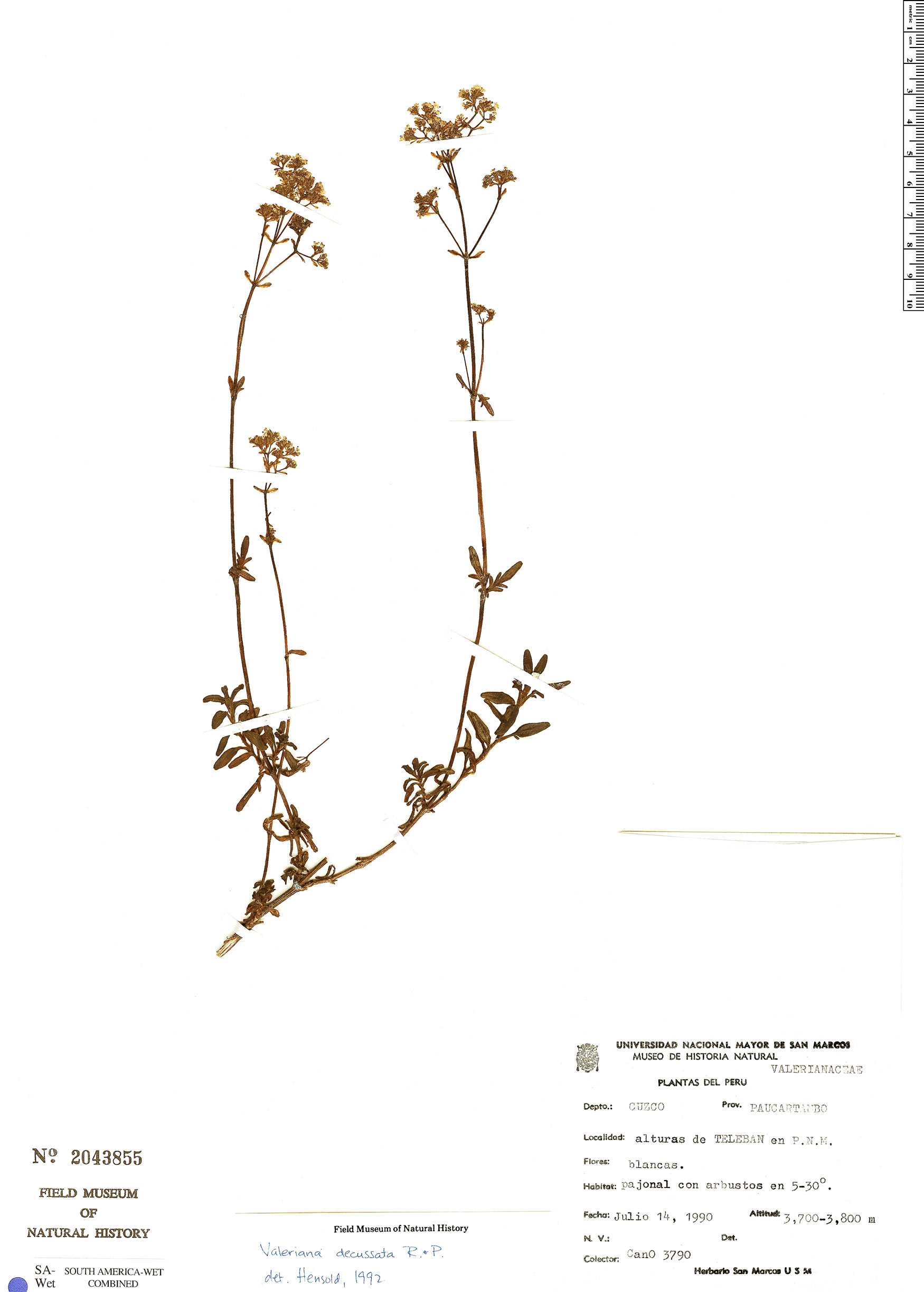 Fedia pallescens subsp. hirsuta image