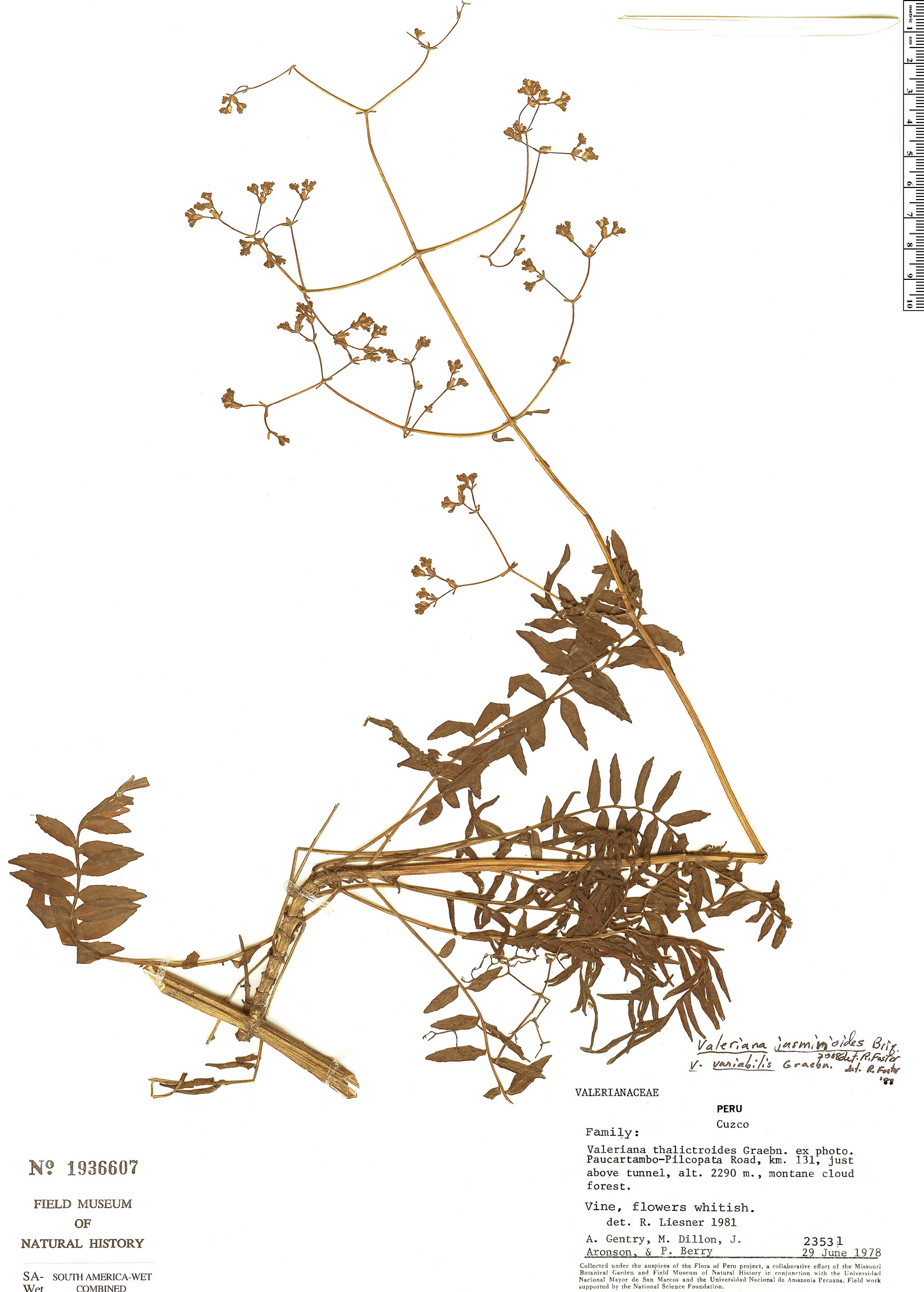Valeriana jasminoides image