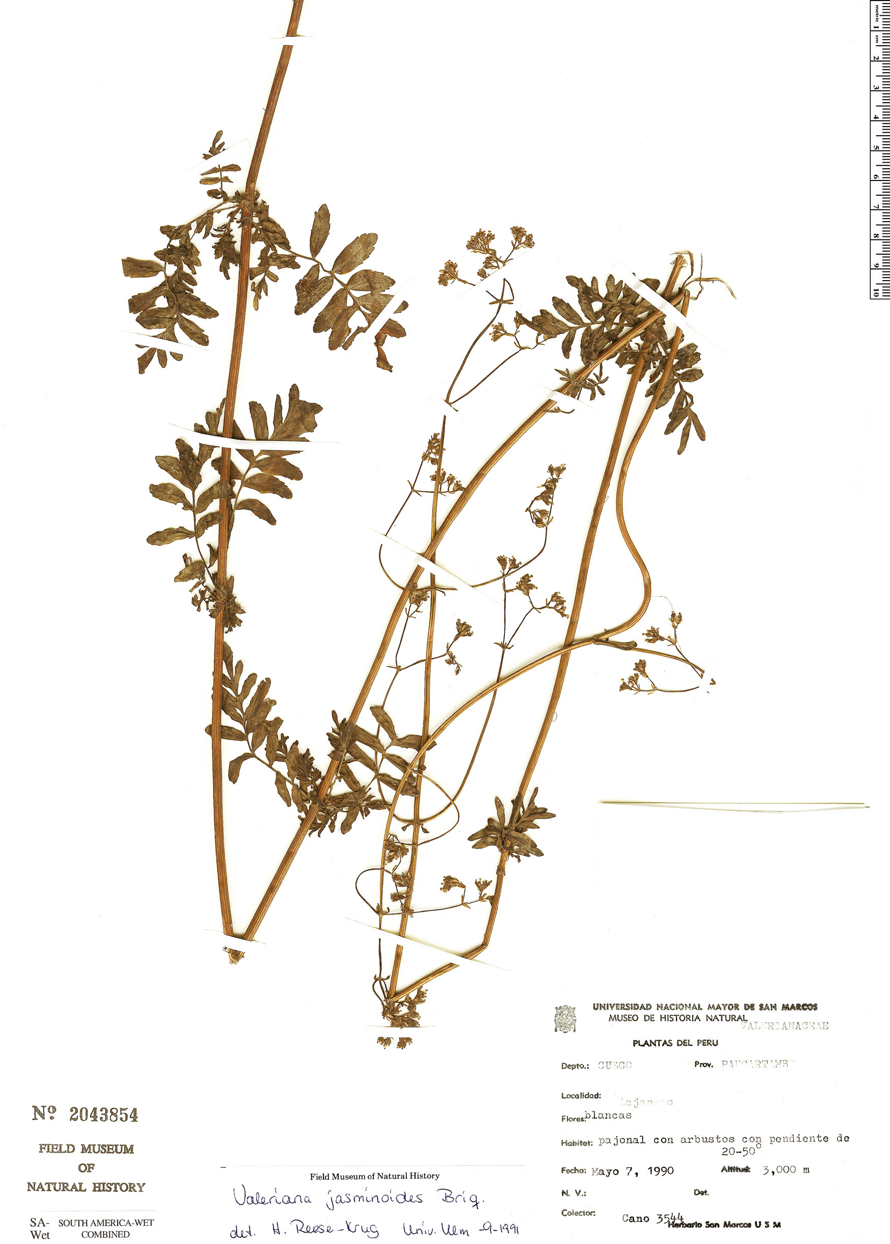 Valeriana jasminoides image