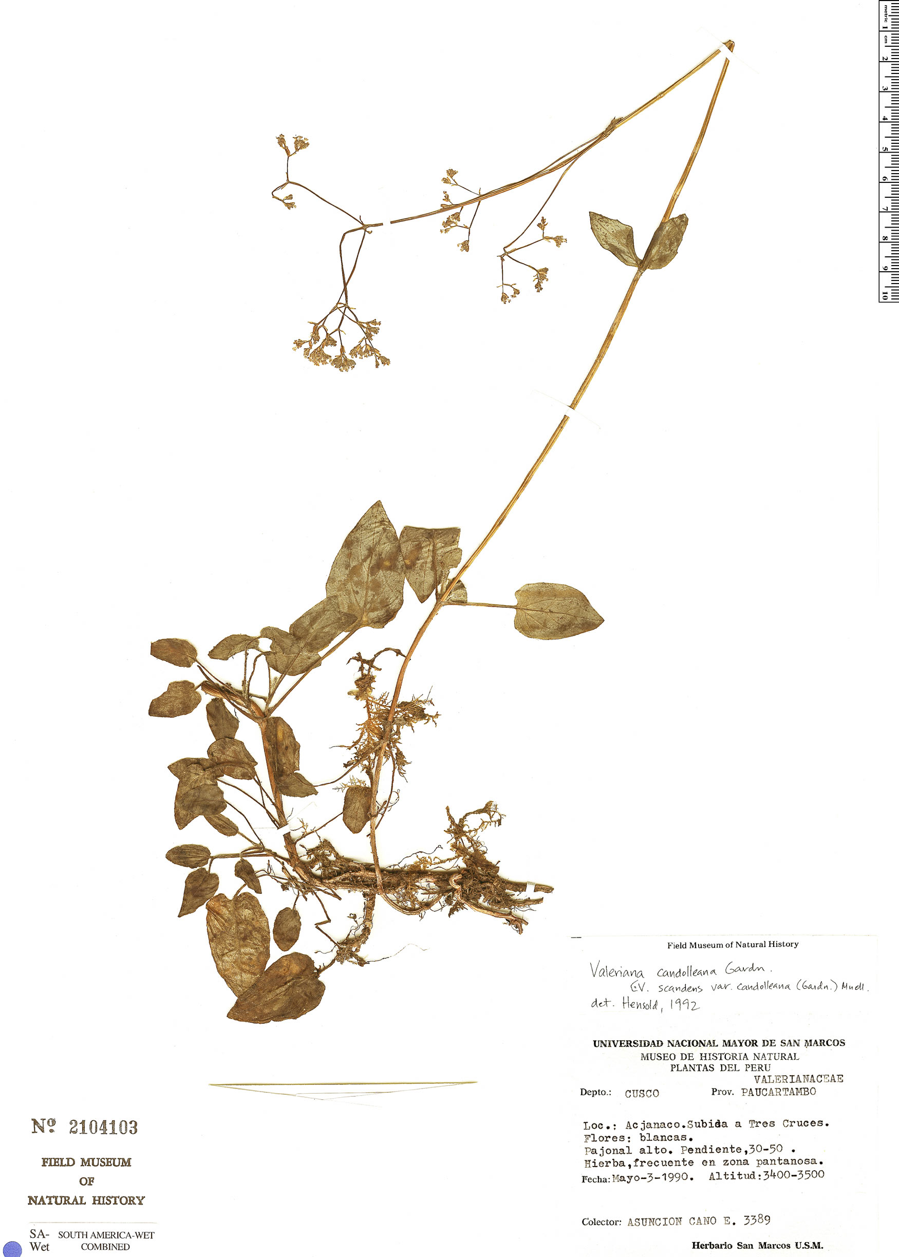 Valeriana paniculata image