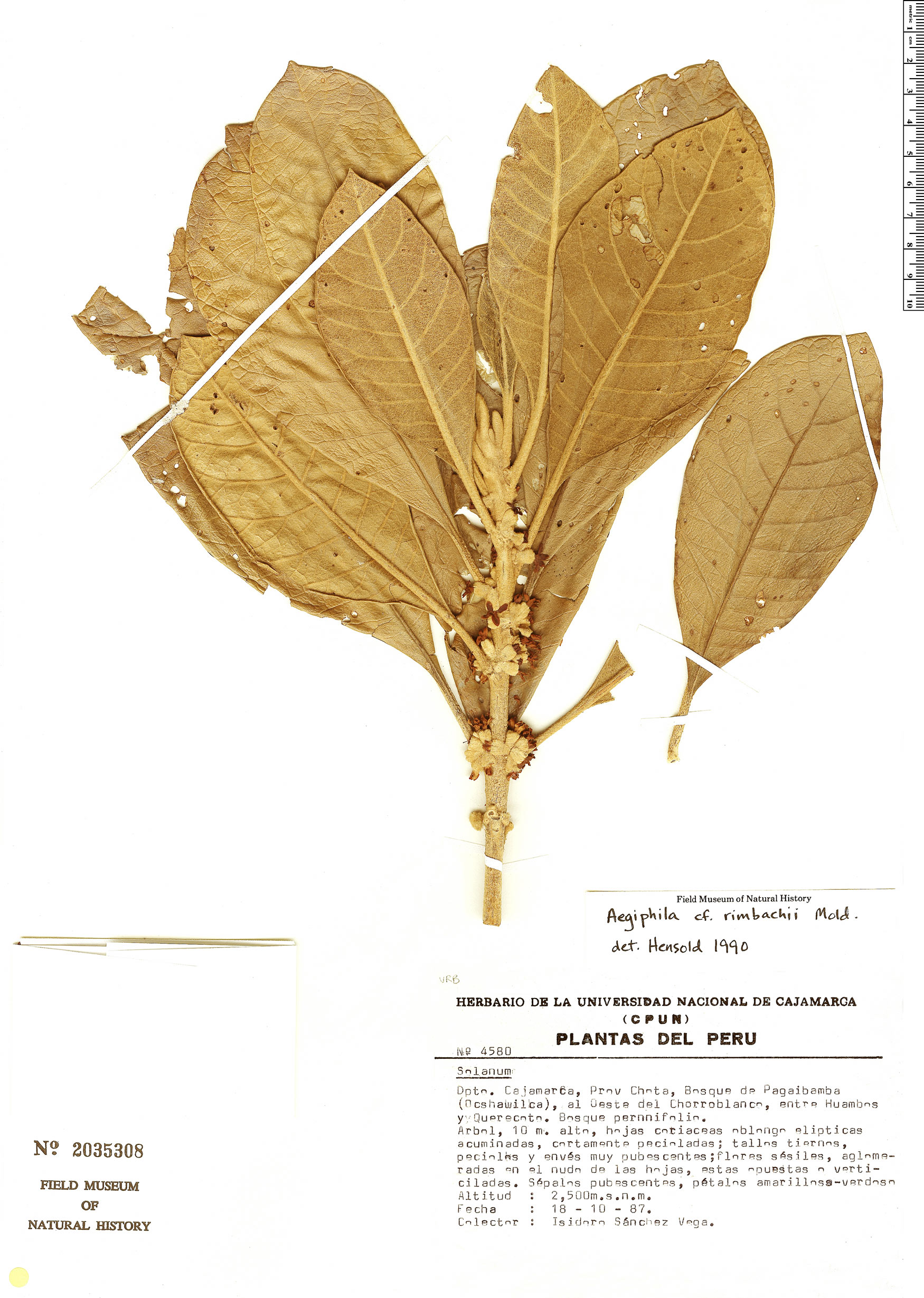 Aegiphila rimbachii image