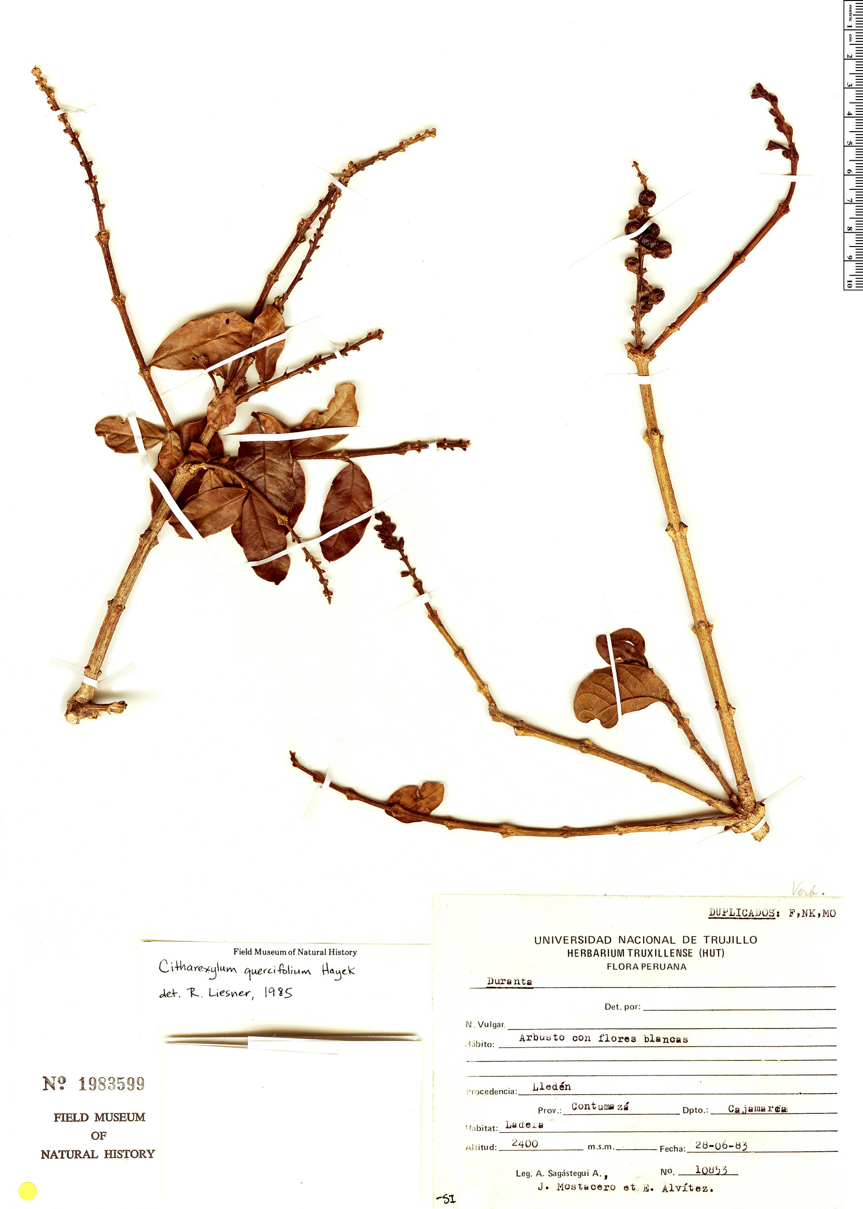 Citharexylum quercifolium image