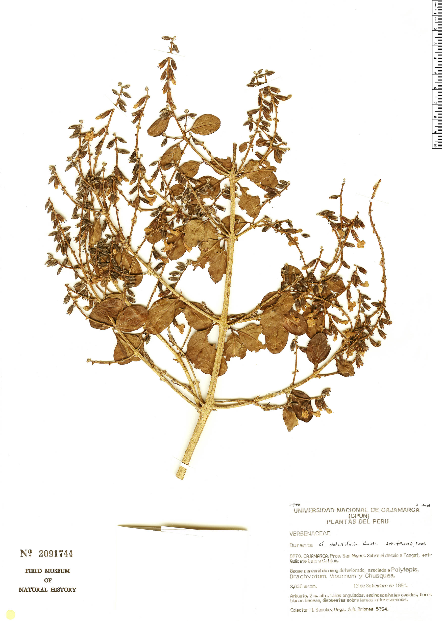 Duranta obtusifolia image