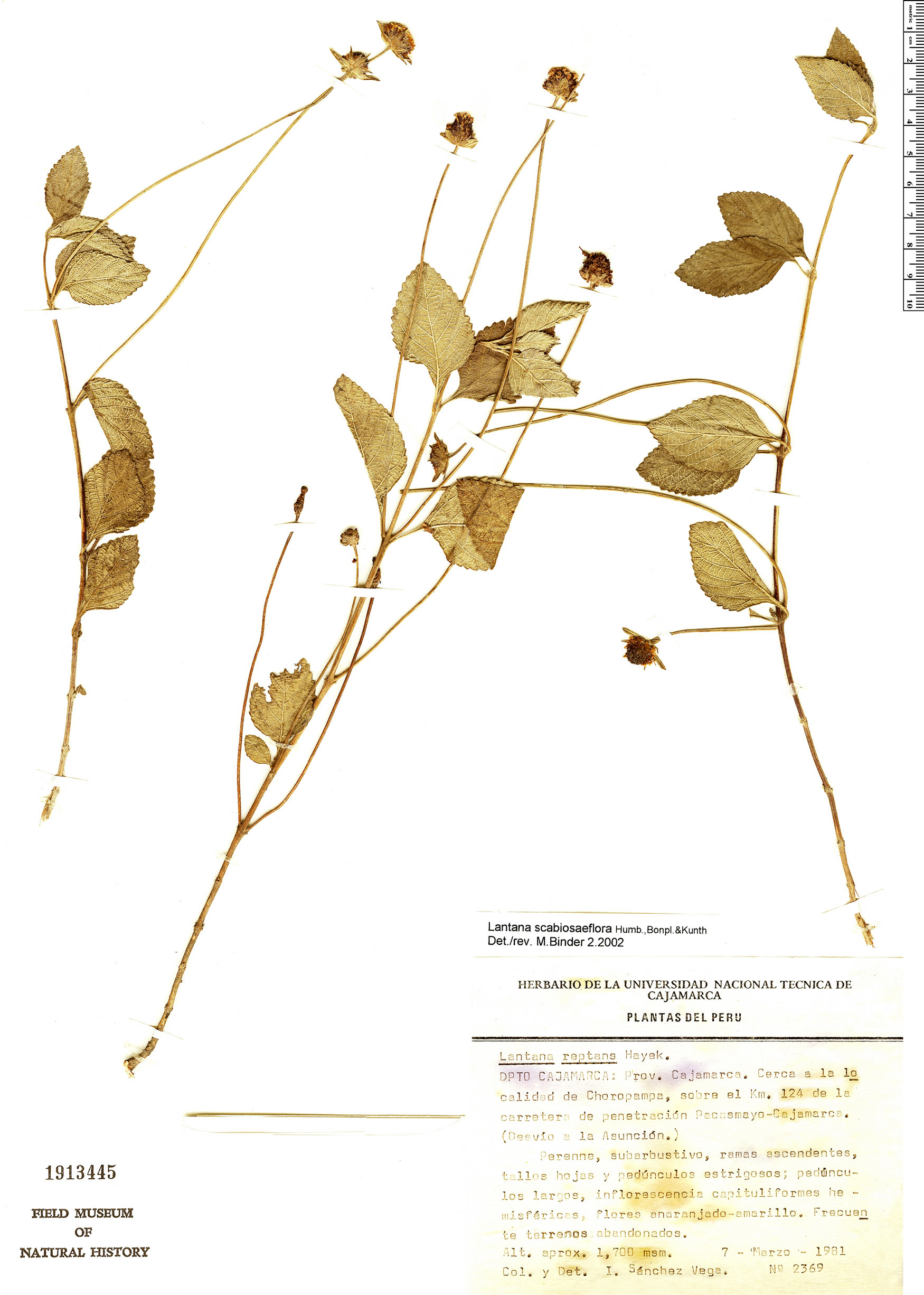 Lantana scabiosiflora image