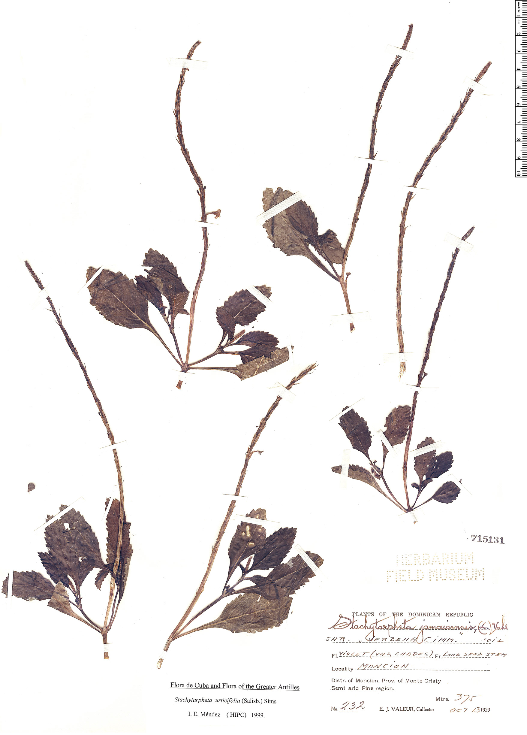 Stachytarpheta urticifolia image