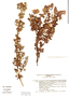 Verbena fasciculata image