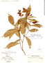 Rinorea ulmifolia image