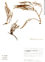Dendrophthora ferruginea image