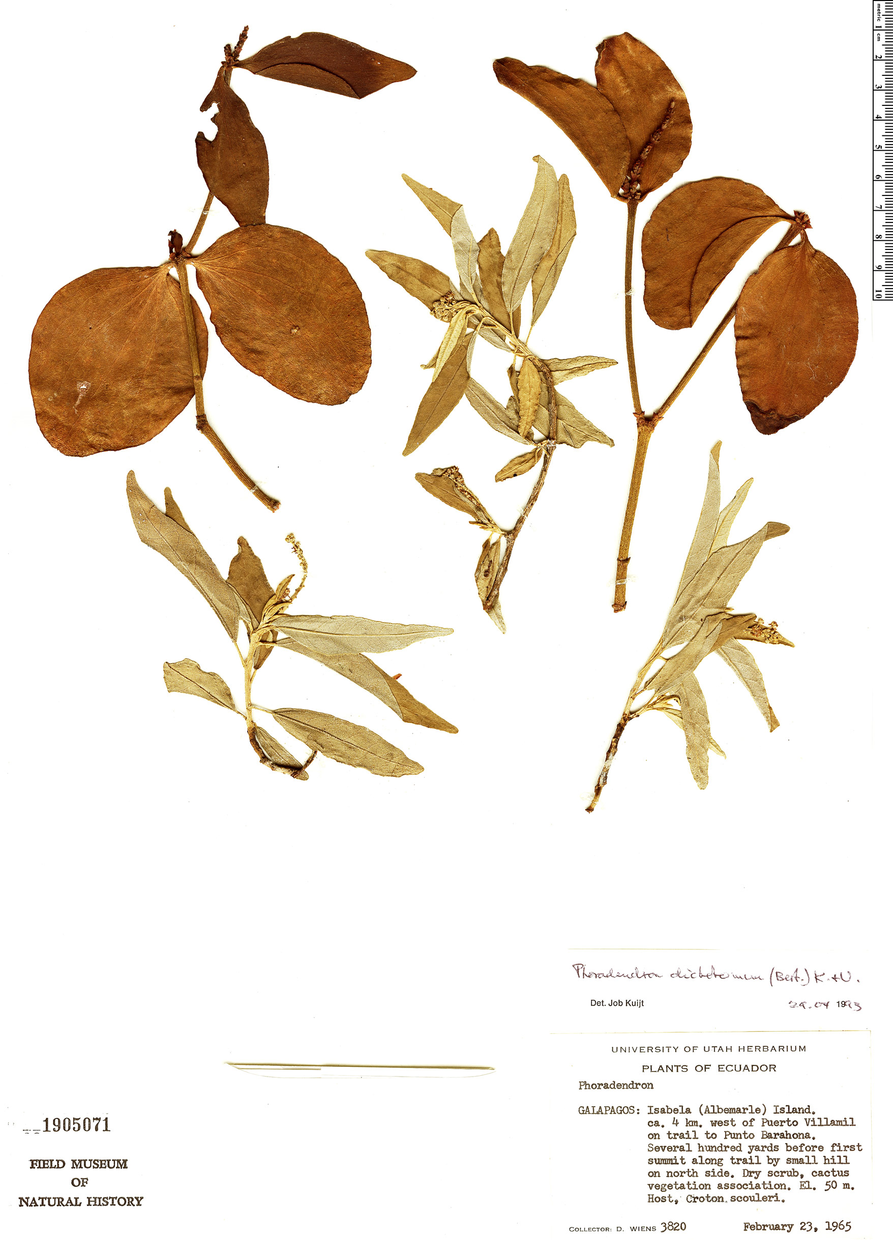 Phoradendron berteroanum image
