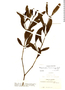 Phoradendron fonsecanum image