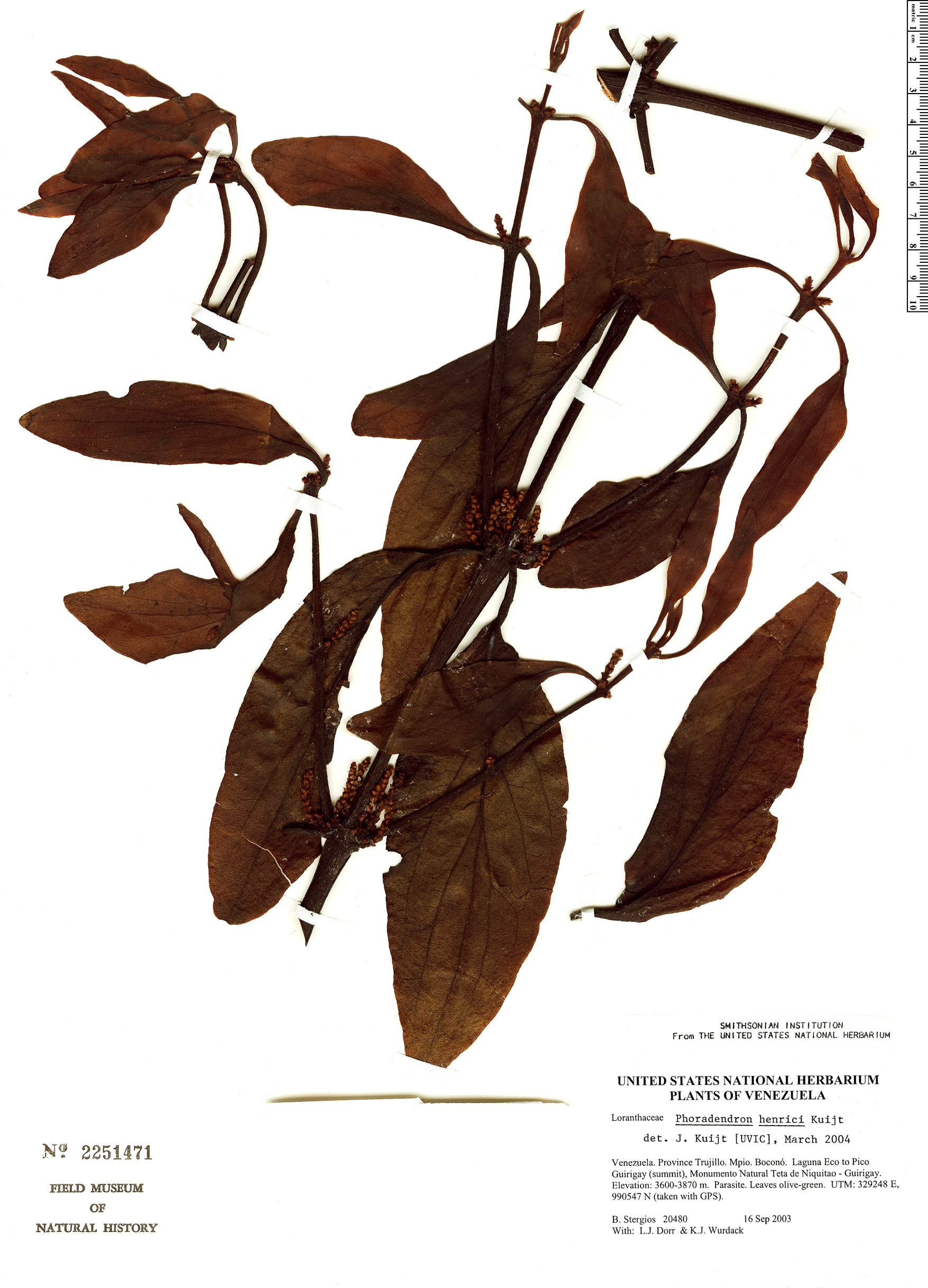Phoradendron henrici image