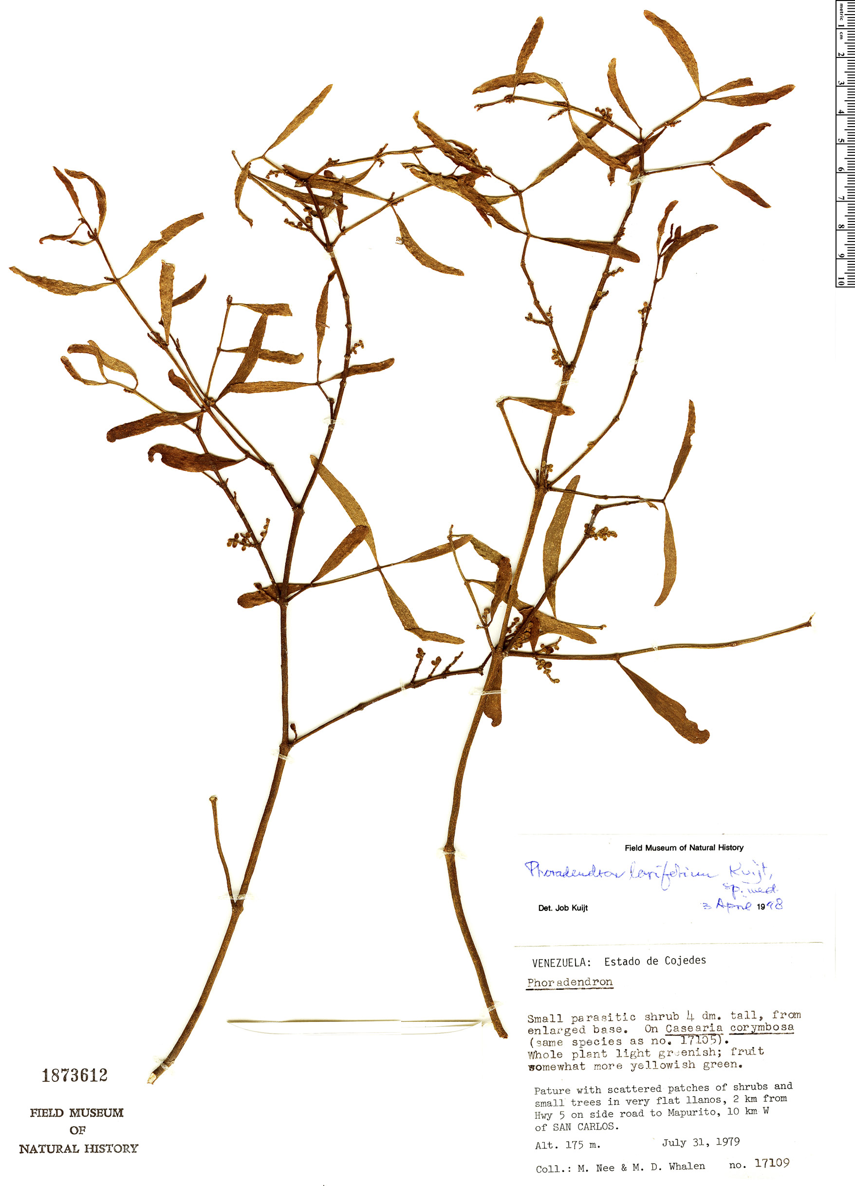 Phoradendron lorifolium image