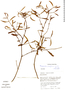 Phoradendron lorifolium image