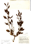Phoradendron pellucidulum image