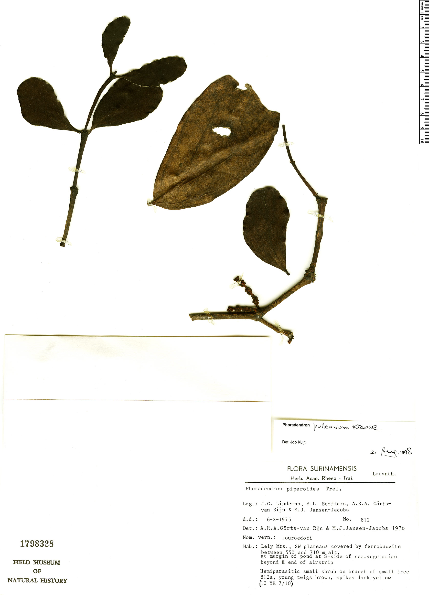 Phoradendron pulleanum image