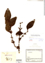 Phoradendron staphylinum image