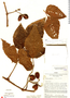 Cissus flavifolia image