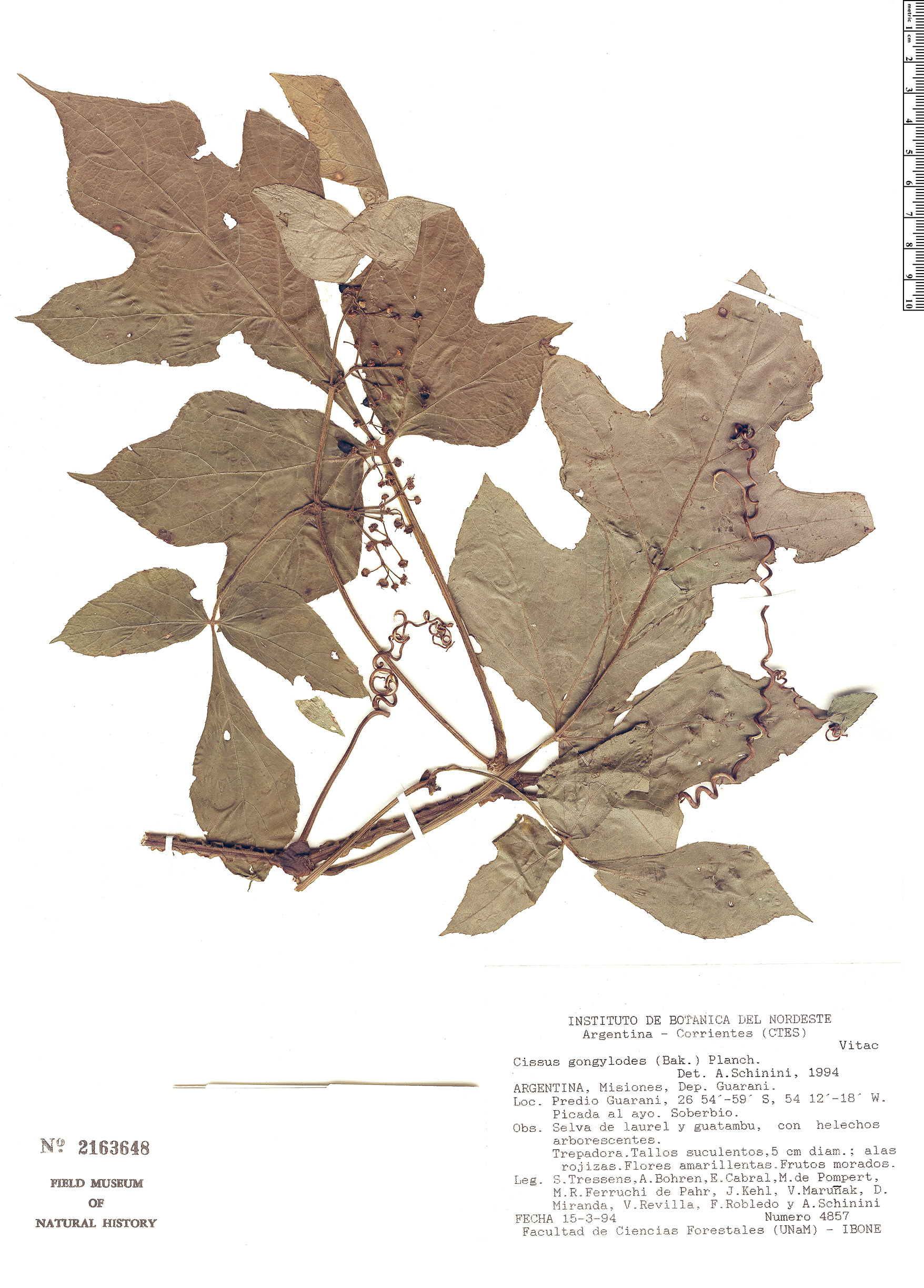 Cissus gongylodes image