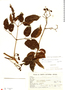Cissus paullinifolia image