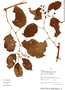 Cissus pseudoverticillata image
