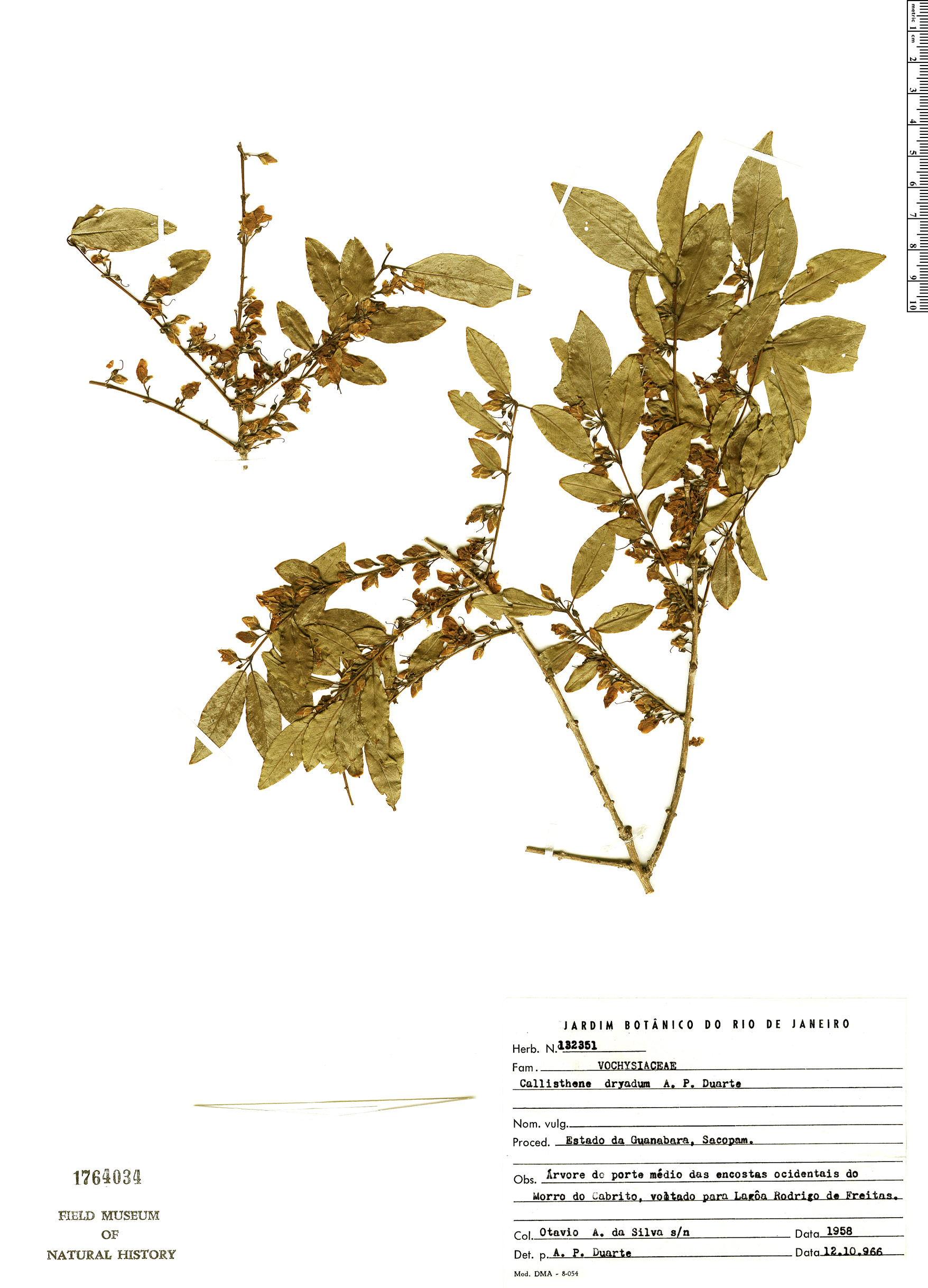 Callisthene dryadum image