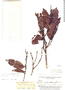 Ruizterania trichanthera image