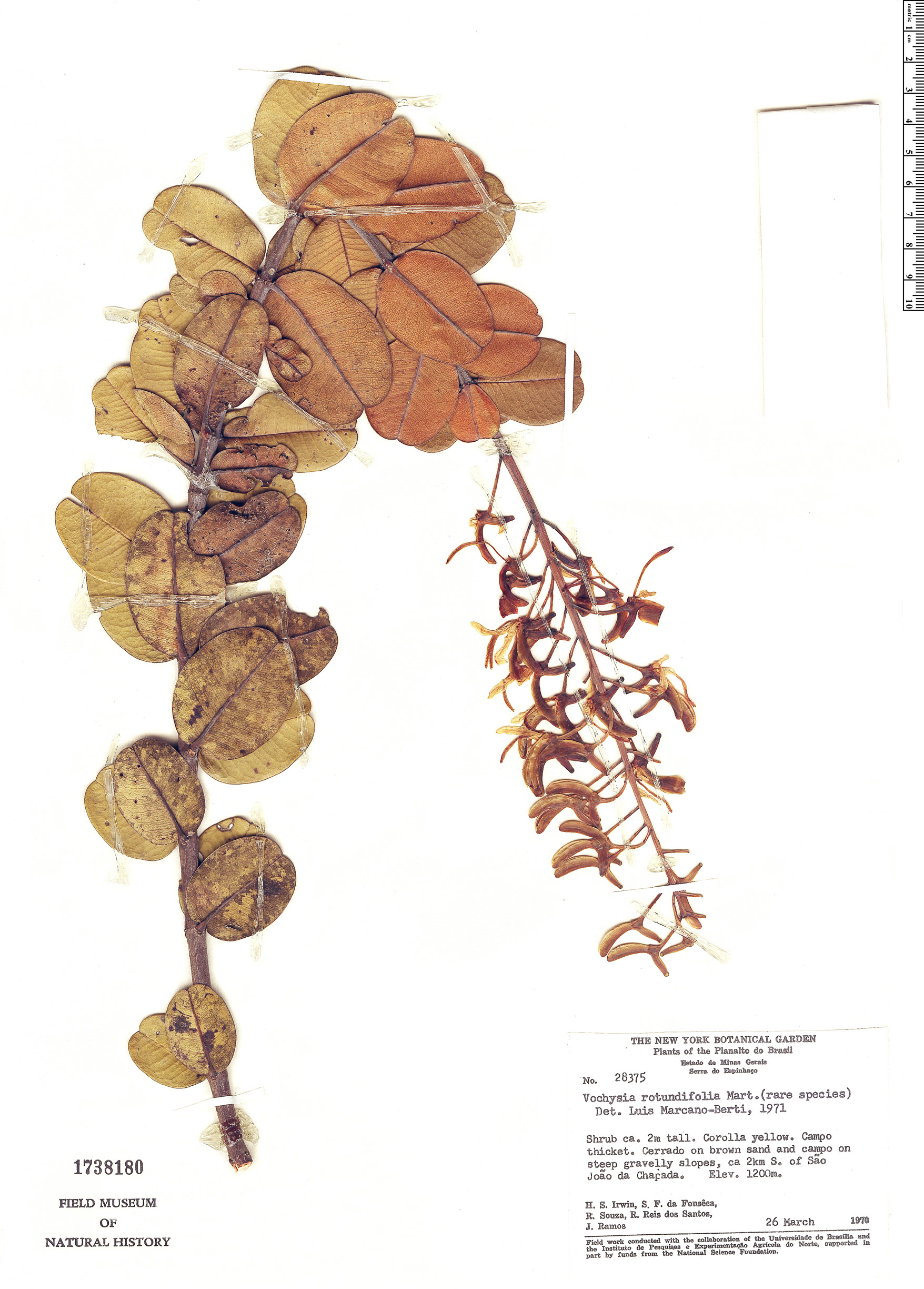 Vochysia rotundifolia image
