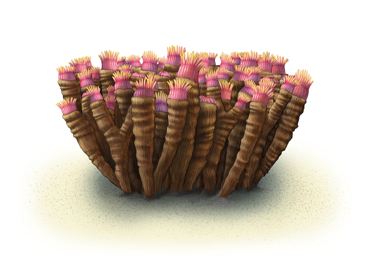 Illustration by Mary Williams of a Colonial Rugose Coral head based on fossils from Thornton Quarry.