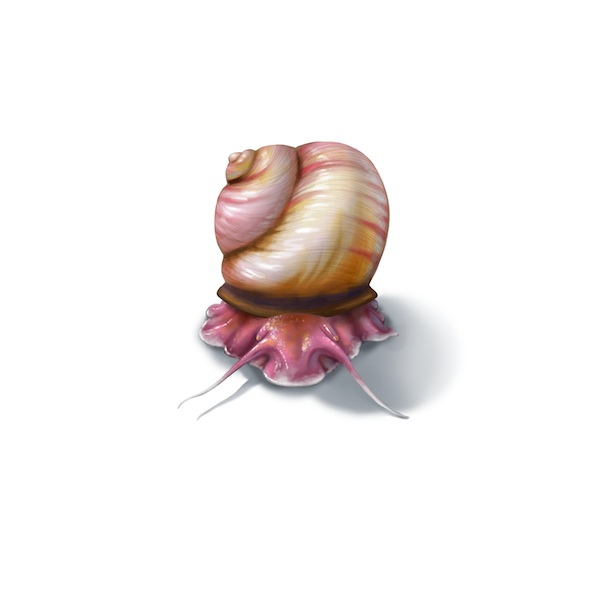 An Illustration by Mary Williams of a Silurian cyclonema gastropod based on several  specimens from theSilurian reef fossils of the Chicago area collection
.