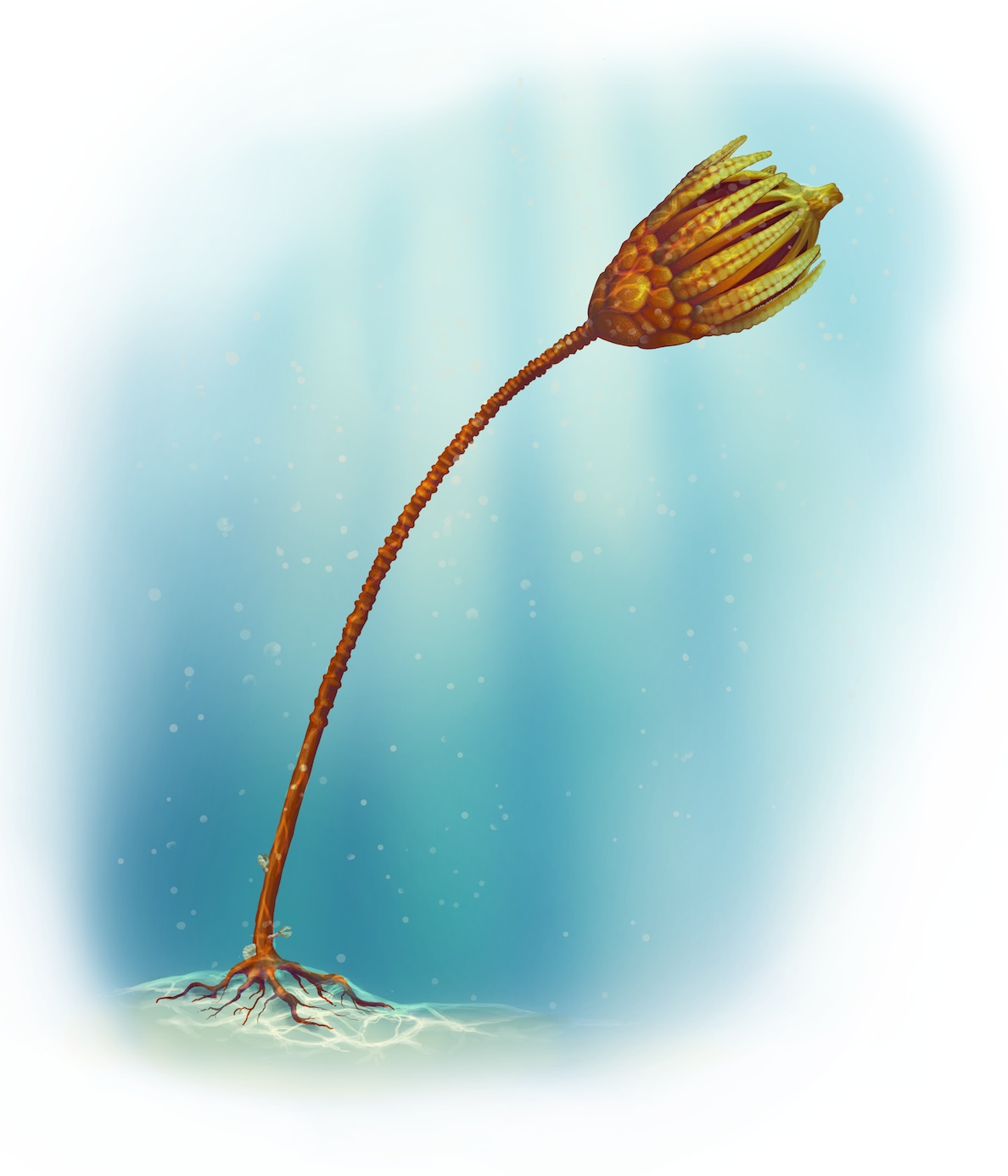 An Illustration by Mary Williams of a Silurian Eucalyptocrinites crinoid with holdfast and stem based on specimens of Eucalyptocrinites and other closely related species from the Chicago area and Waldron, Indiana.