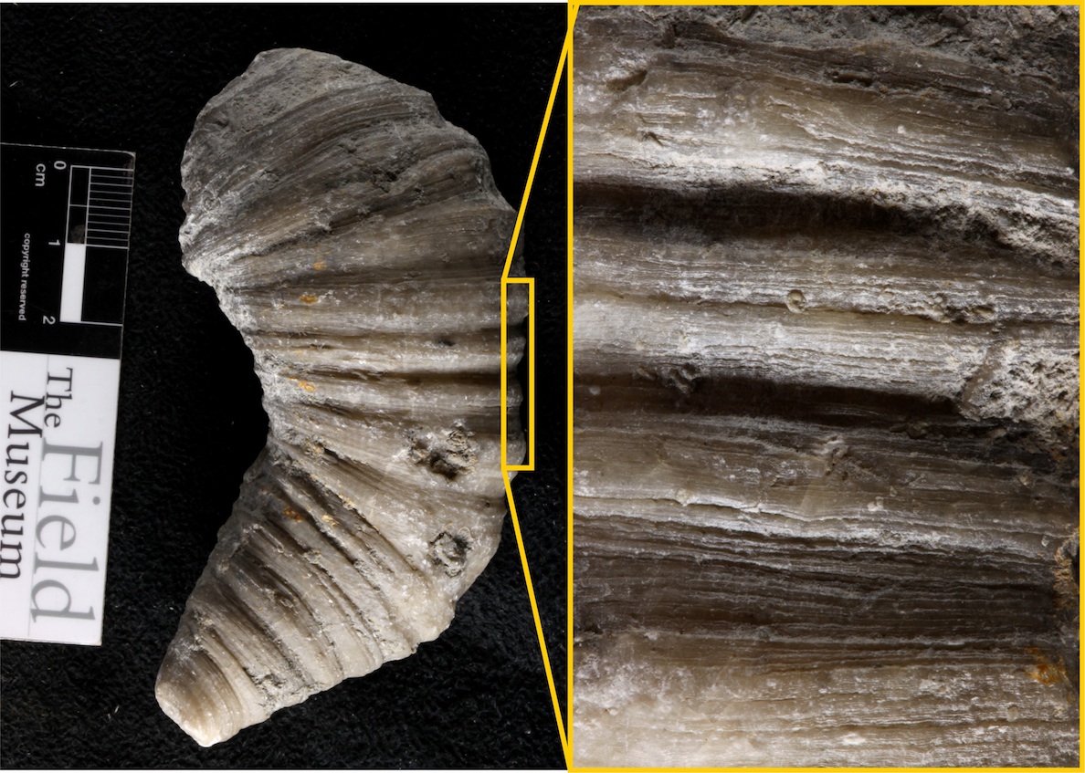 This devonian rugose coral highlights the small ridges that scientist count in order to determine how many days were in  a year when this coral was growing.