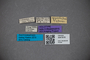 3047816 Trigonopselaphus fassli HT labels IN
