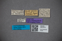 3047814 Gastrisus nitidus ST labels IN