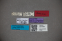 3047808 Stenus hospitator HT labels2 IN