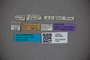 3047844 Stenus kurseonginus ST labels IN