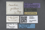 3048031 Brachycantharus gibber HT labels IN