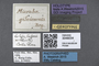 3048034 Microbrachida gilvicornis HT labels IN