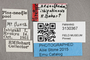3130367 Aedes ishigakiensis PT labels IN